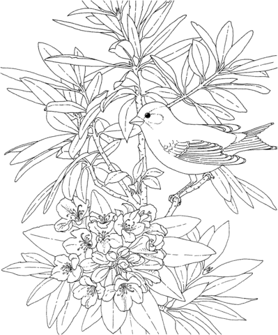 Rhododendrun coloring #11, Download drawings