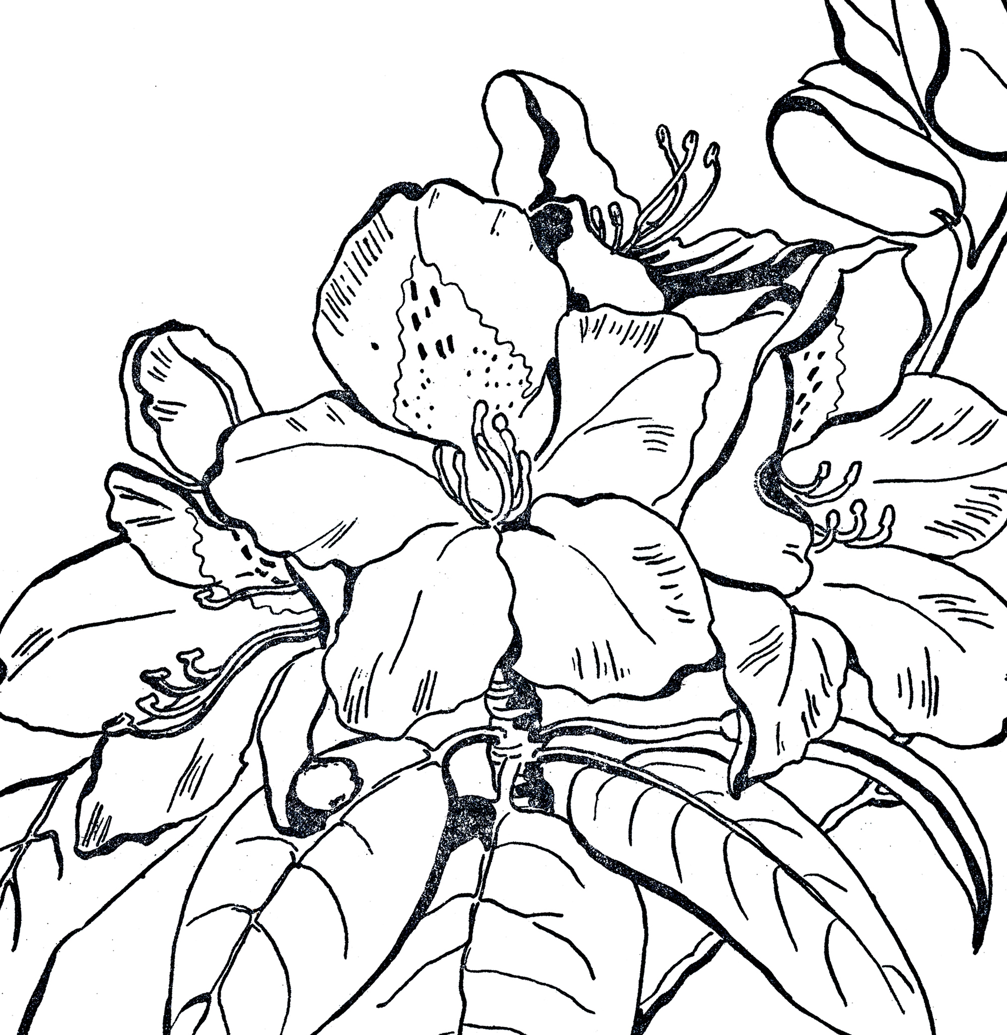 Rhododendrun coloring #1, Download drawings