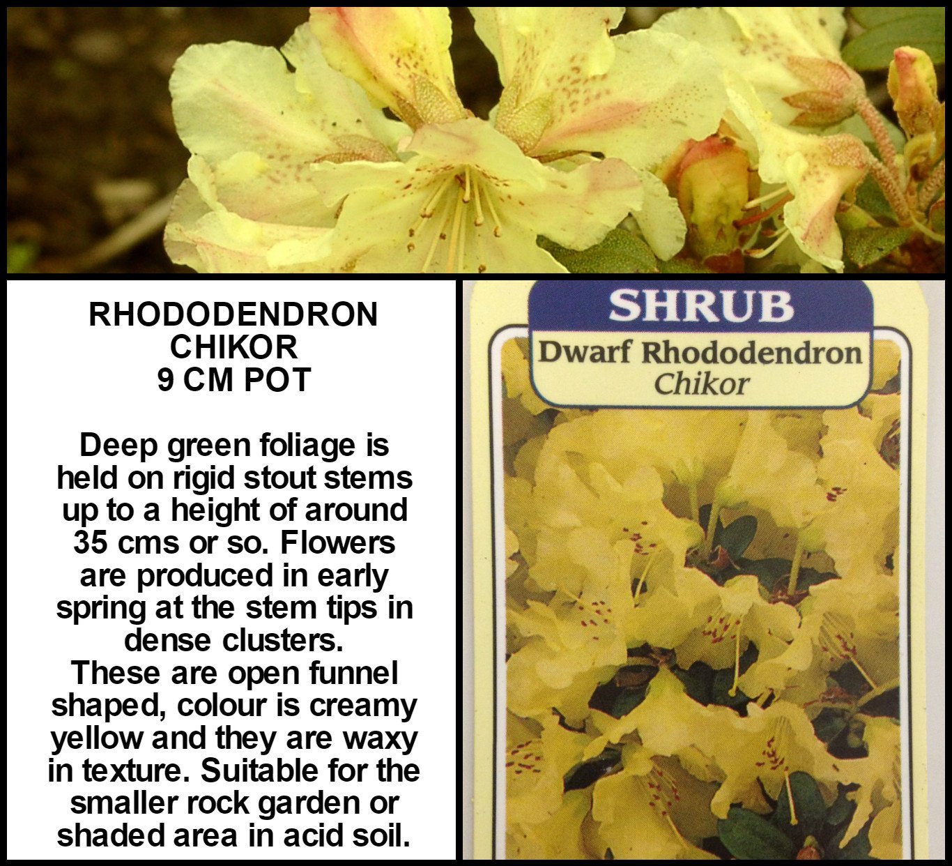 Rhododendron svg #9, Download drawings