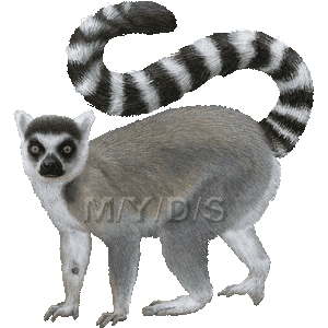 Ring-tailed Lemur clipart #9, Download drawings