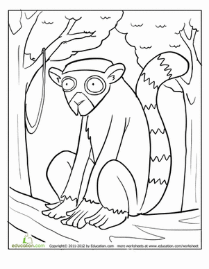 Ring-tailed Lemur coloring #12, Download drawings