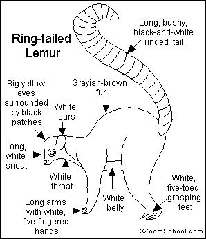 Ring-tailed Lemur coloring #15, Download drawings