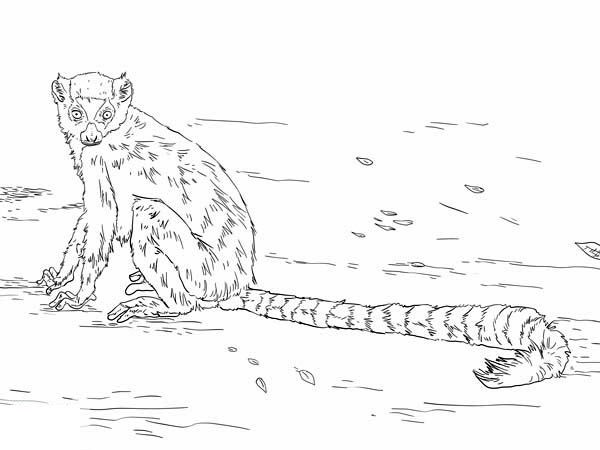 Ring-tailed Lemur coloring #2, Download drawings