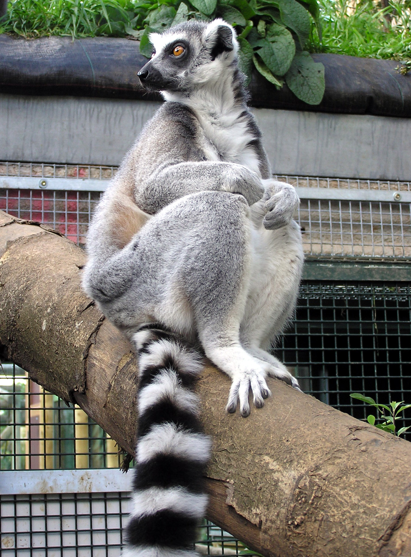 Ring-tailed Lemur svg #12, Download drawings