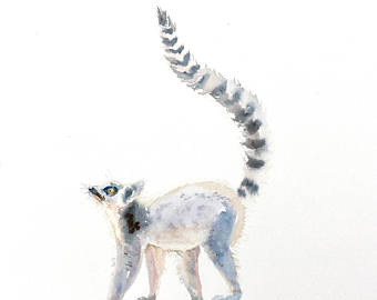 Ring-tailed Lemur svg #15, Download drawings