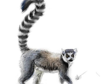 Ring-tailed Lemur svg #4, Download drawings