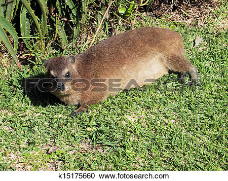 Rock Hyrax clipart #5, Download drawings