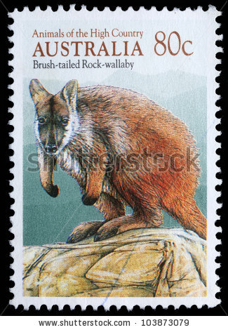 Rock Wallaby clipart #3, Download drawings