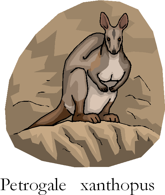 Rock Wallaby clipart #4, Download drawings