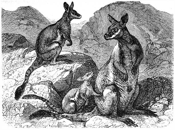 Rock Wallaby clipart #15, Download drawings