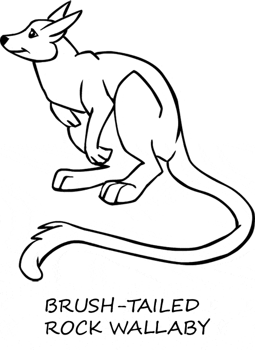 Wallaby coloring #12, Download drawings