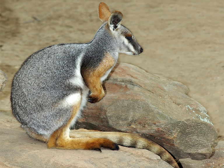 Rock Wallaby svg #15, Download drawings