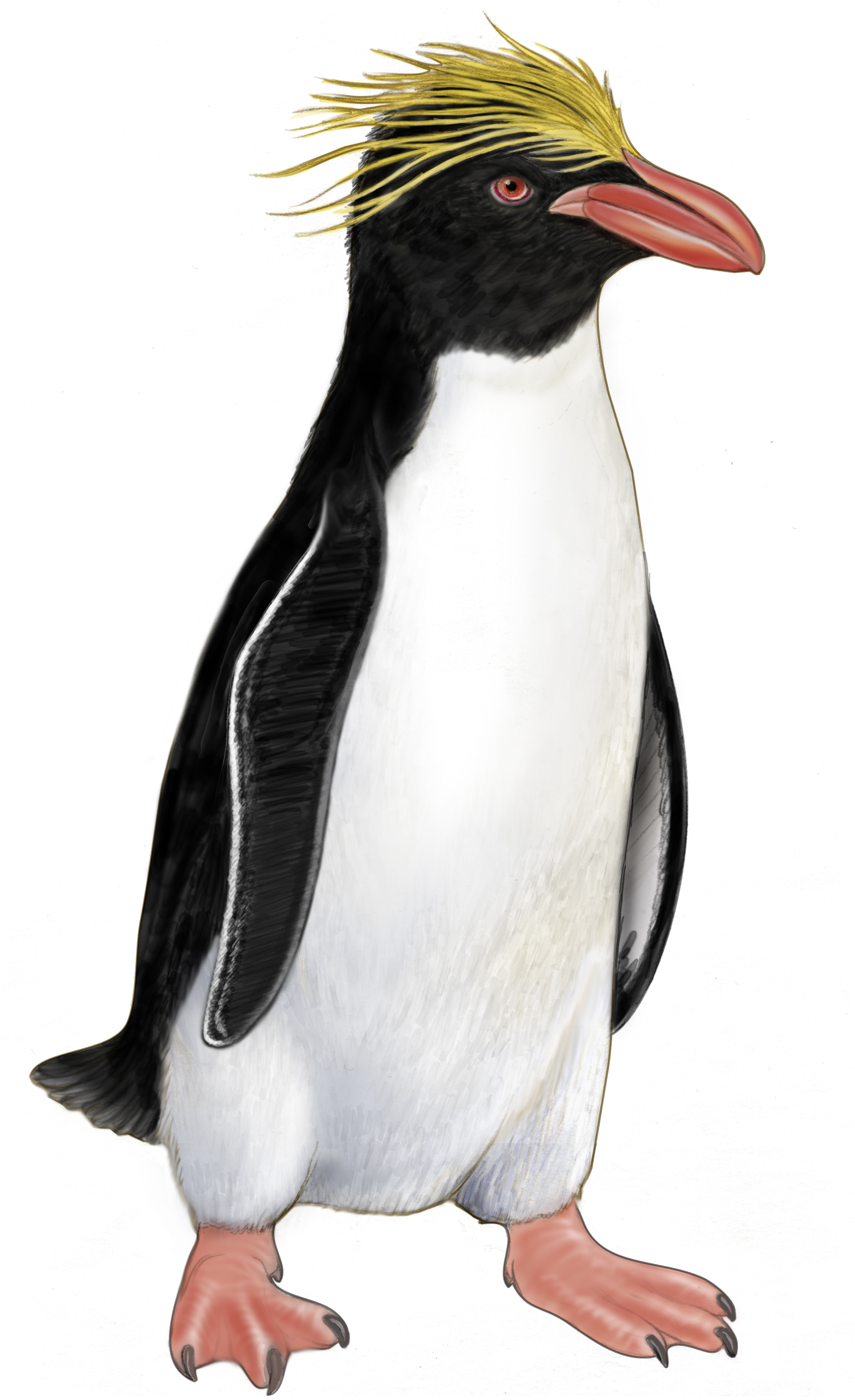 Rockhopper Penguin clipart #4, Download drawings