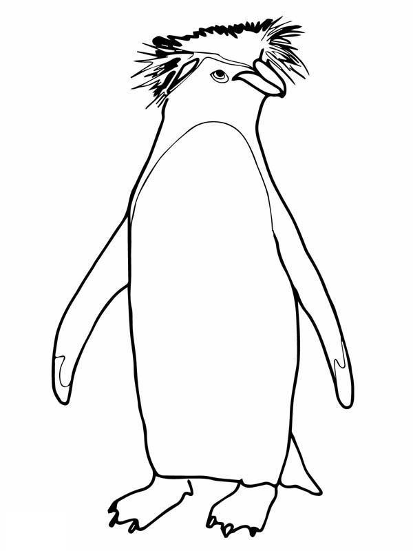 Rockhopper Penguin coloring #20, Download drawings