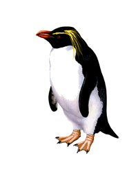 Rockhopper Penguin clipart #1, Download drawings