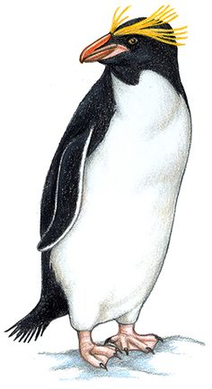 Rockhopper Penguin clipart #3, Download drawings