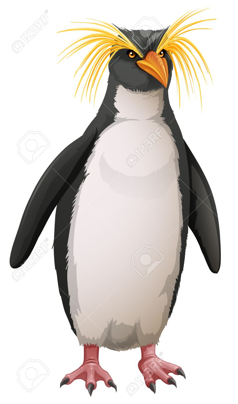 Rockhopper Penguin clipart #12, Download drawings
