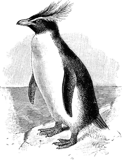 Rockhopper Penguin clipart #13, Download drawings