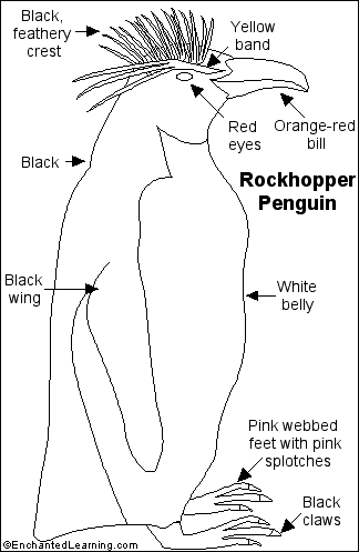 Rockhopper Penguin coloring #14, Download drawings
