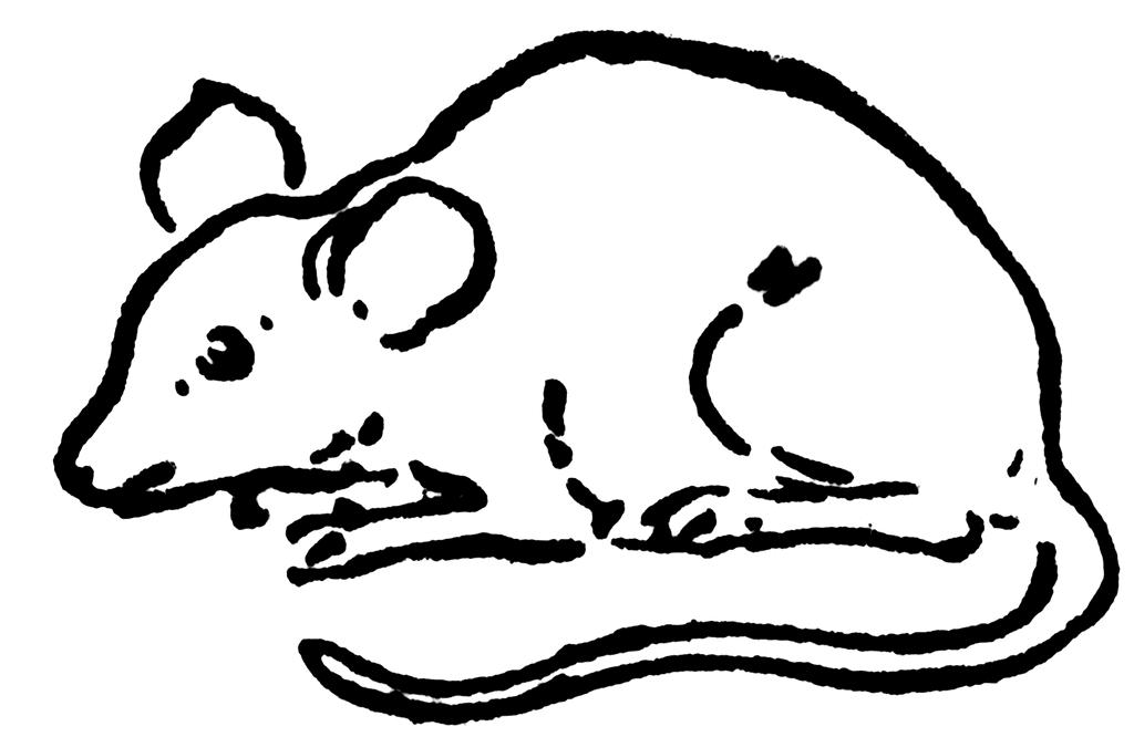 Rodent clipart #17, Download drawings