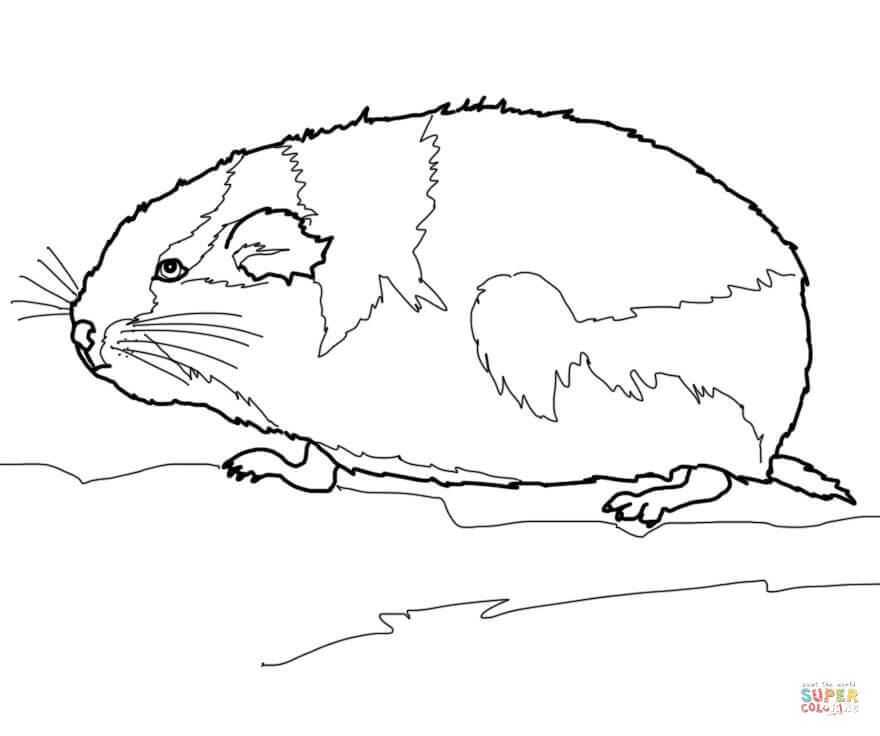 Rodent coloring #16, Download drawings