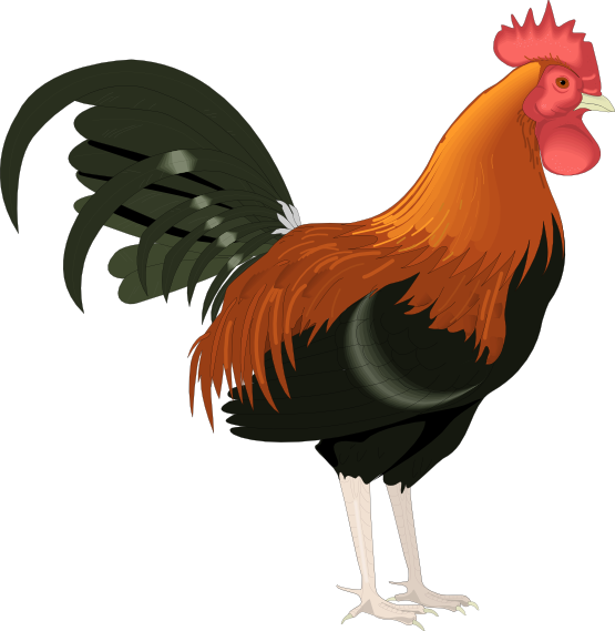 Rooster clipart #17, Download drawings