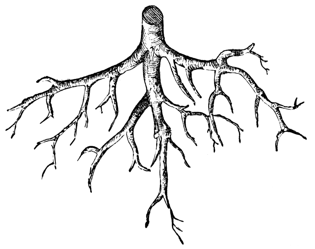 Roots clipart #5, Download drawings