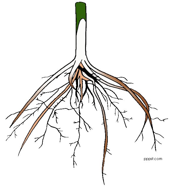 Roots clipart #2, Download drawings