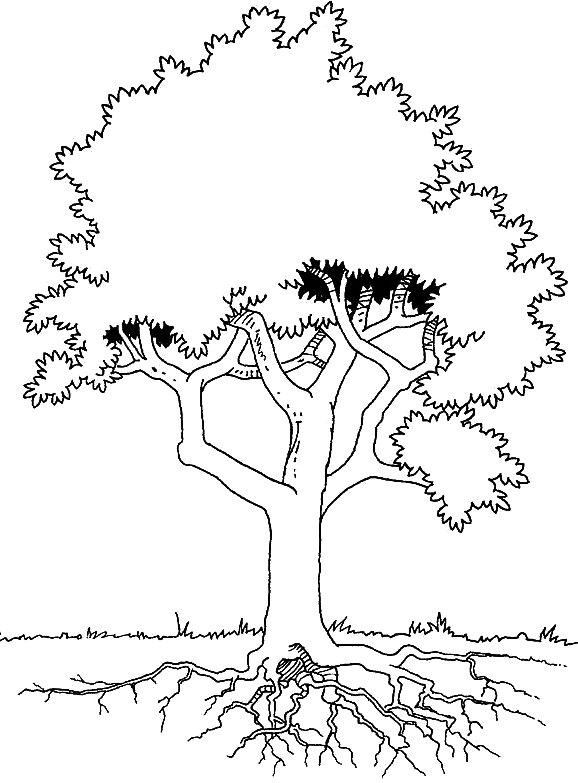 Tree Root coloring #20, Download drawings