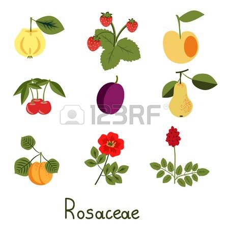 Rosaceae clipart #15, Download drawings