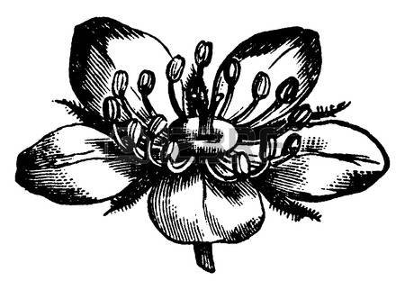 Rosaceae clipart #4, Download drawings