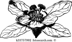 Rosaceae clipart #7, Download drawings