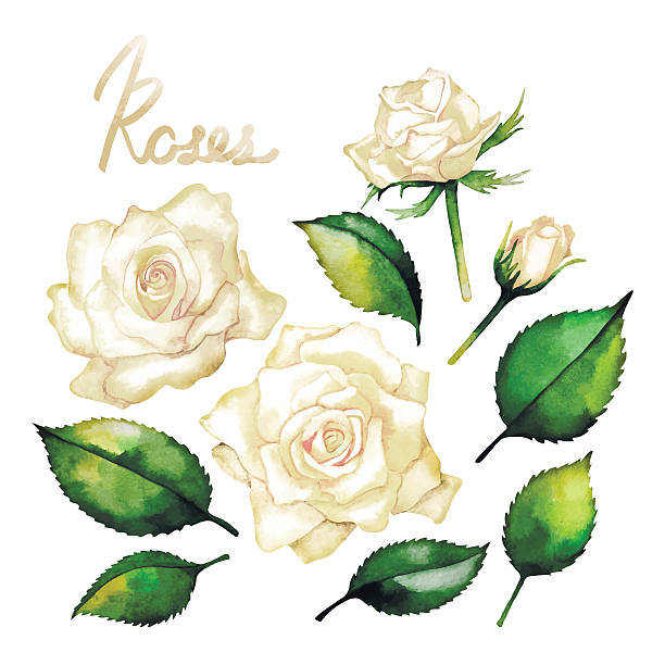 Rosaceae clipart #16, Download drawings