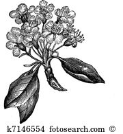 Rosaceae clipart #17, Download drawings