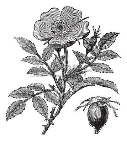 Rosaceae clipart #11, Download drawings