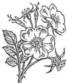Rosaceae coloring #8, Download drawings
