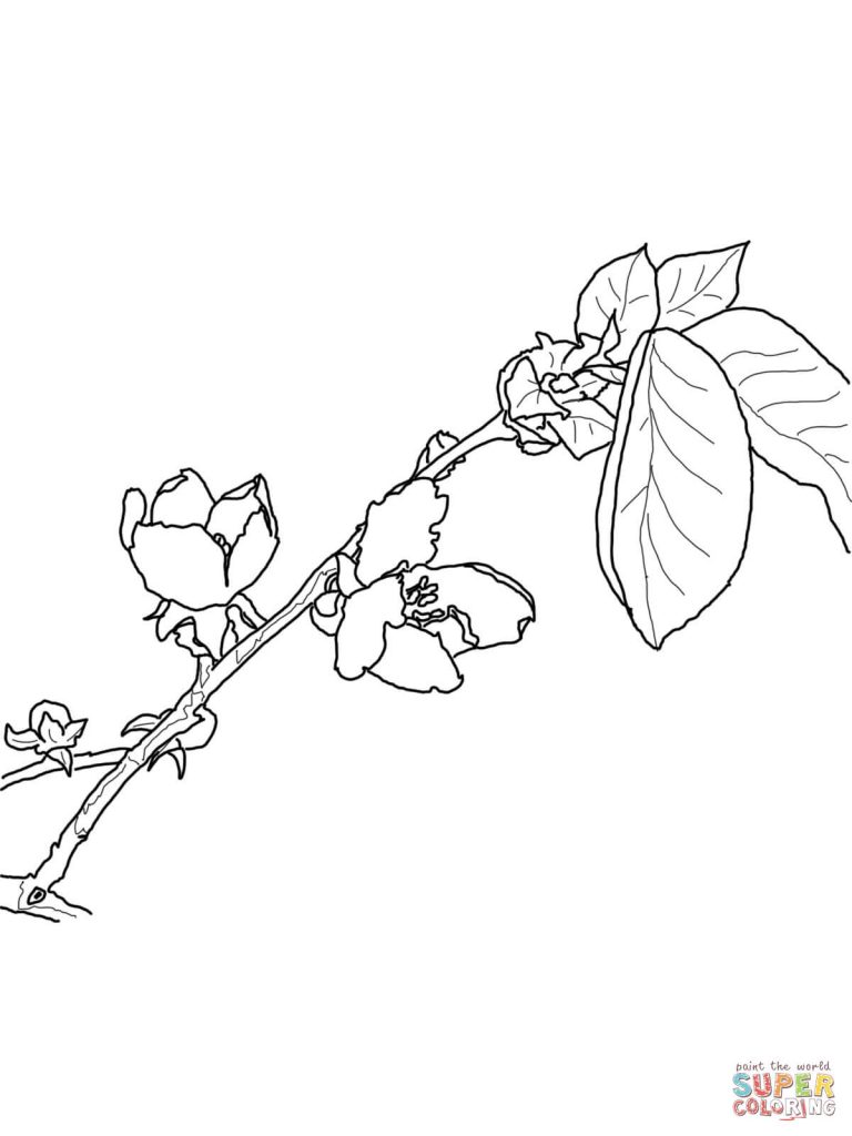 Rosaceae coloring #10, Download drawings