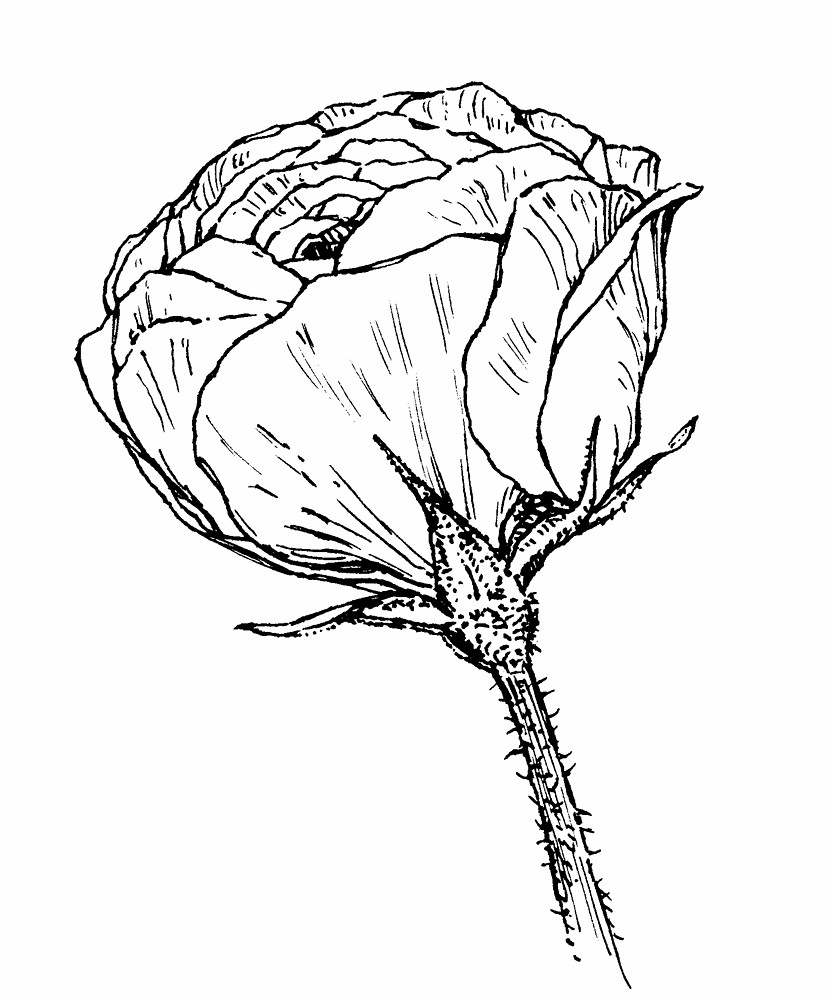 Rosaceae coloring #17, Download drawings