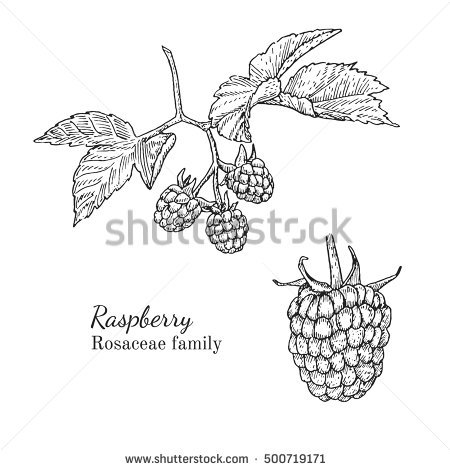 Rosaceae coloring #7, Download drawings