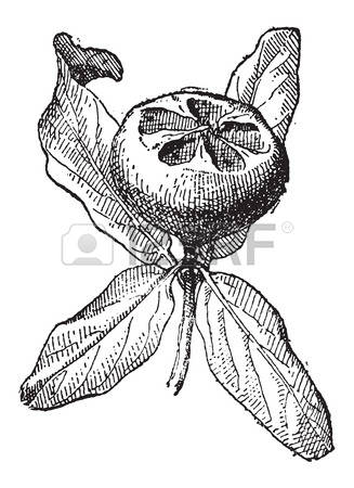 Rosaceae coloring #15, Download drawings