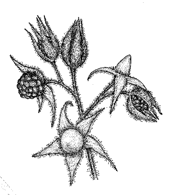 Rosaceae coloring #18, Download drawings