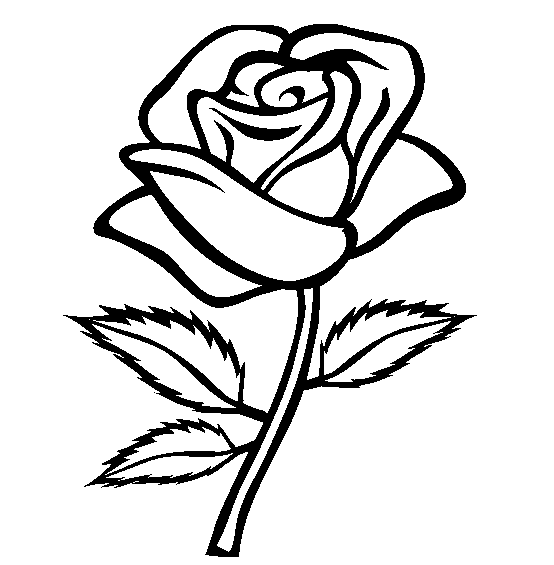 White Rose coloring #13, Download drawings