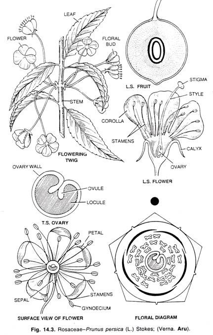 Rosaceae coloring #6, Download drawings