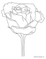 Rosaceae coloring #3, Download drawings