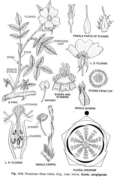 Rosaceae coloring #4, Download drawings