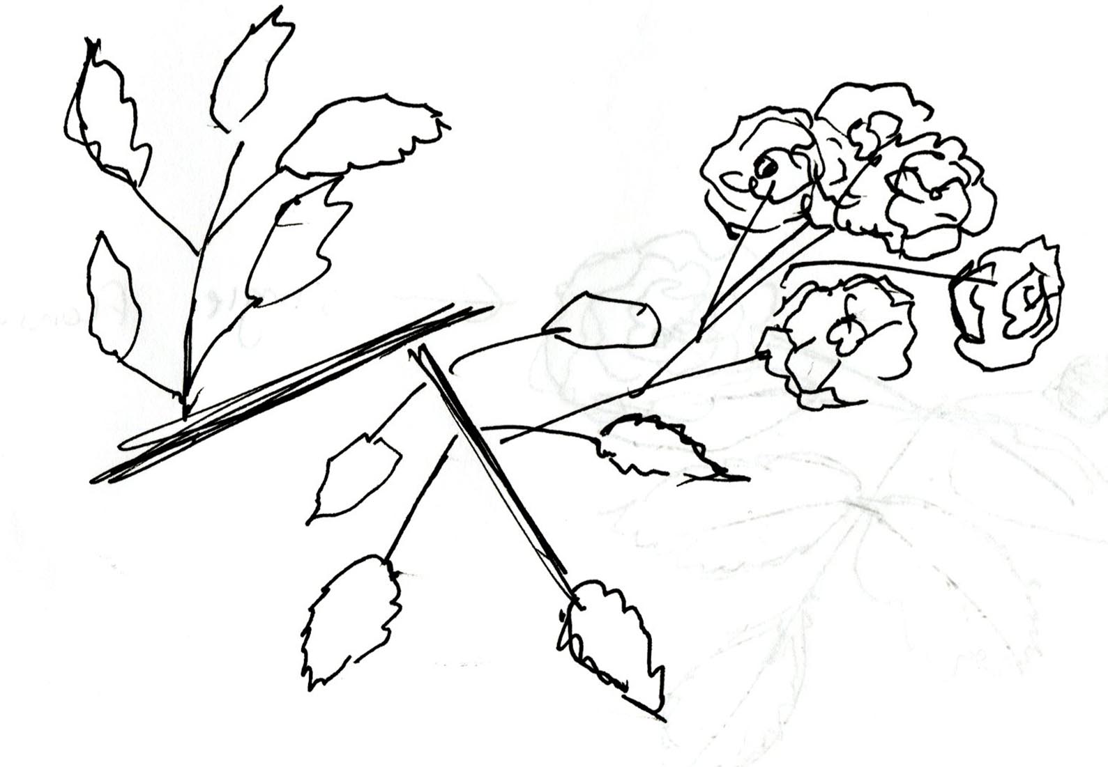 Rosaceae coloring #12, Download drawings