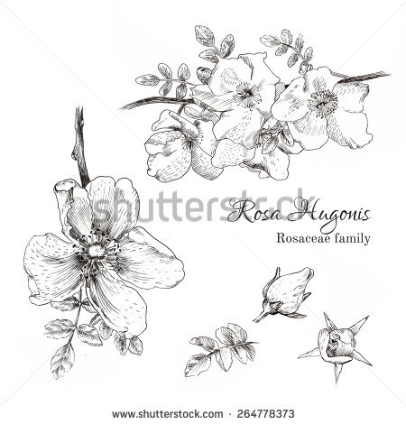 Rosaceae coloring #5, Download drawings