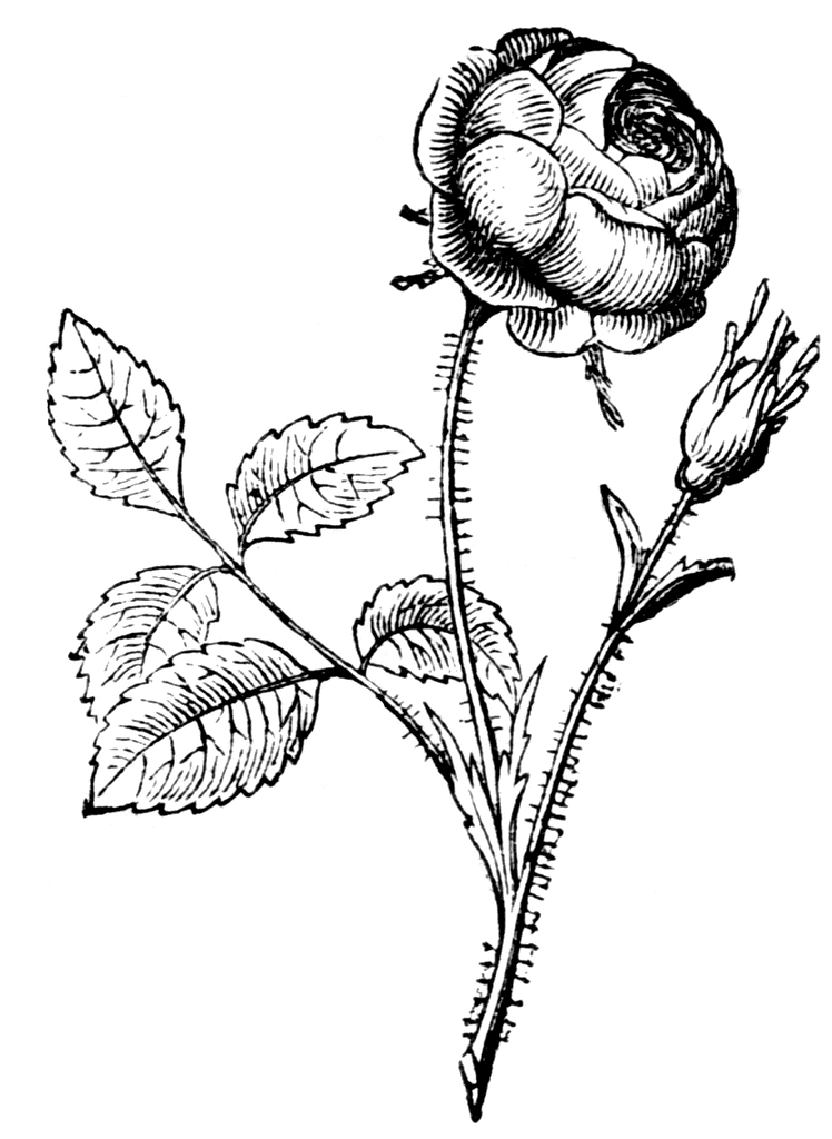 Rosaceae coloring #14, Download drawings