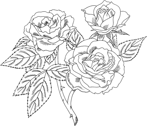 Rose Bush coloring #1, Download drawings