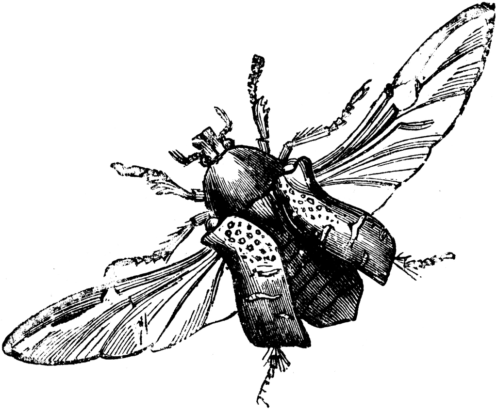 Rose Chafer clipart #6, Download drawings